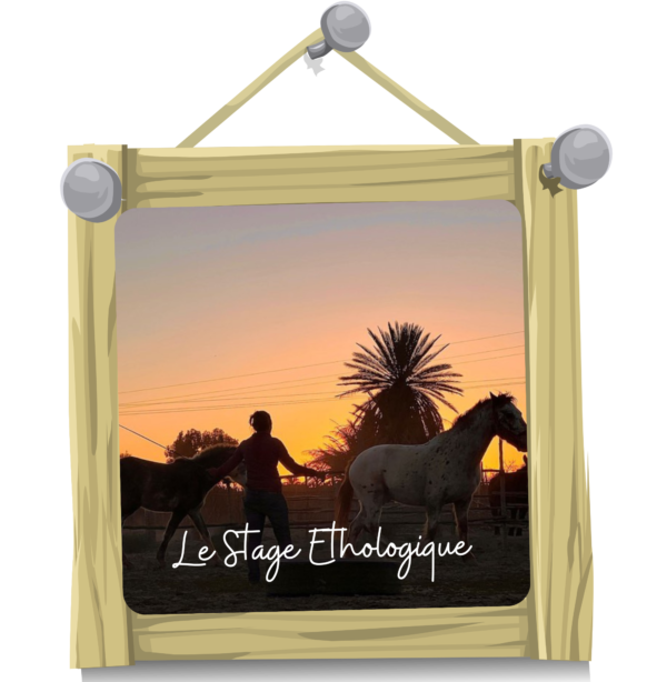 Stage Ethologique