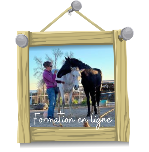 Formation en ligne équestre