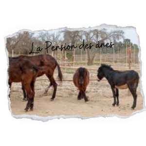 Pension âne ou mule mensuel