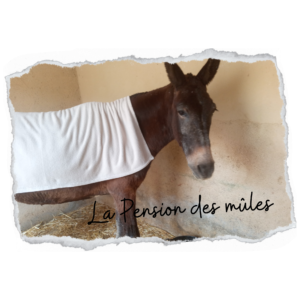 Pension mule