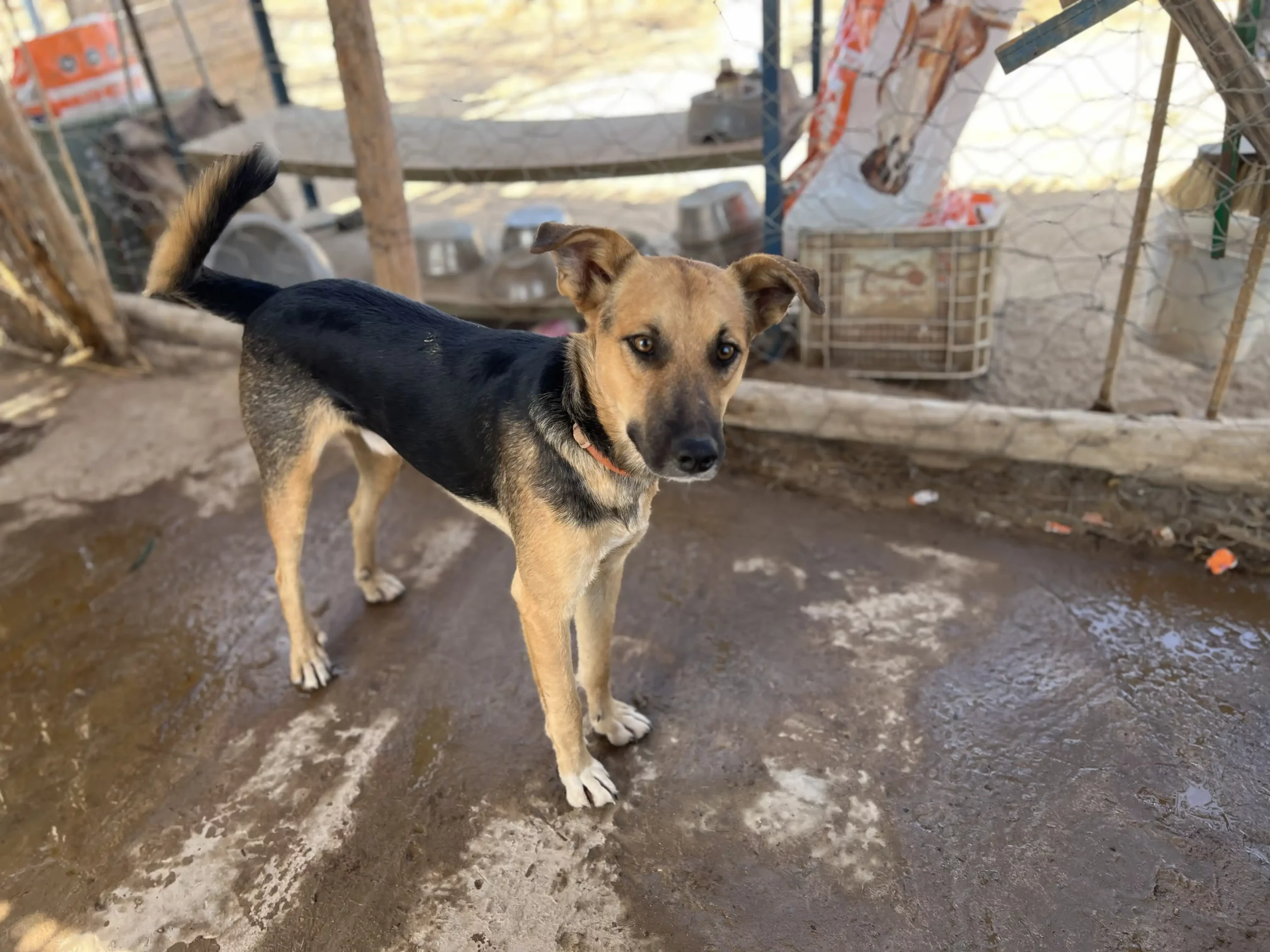 Dingo