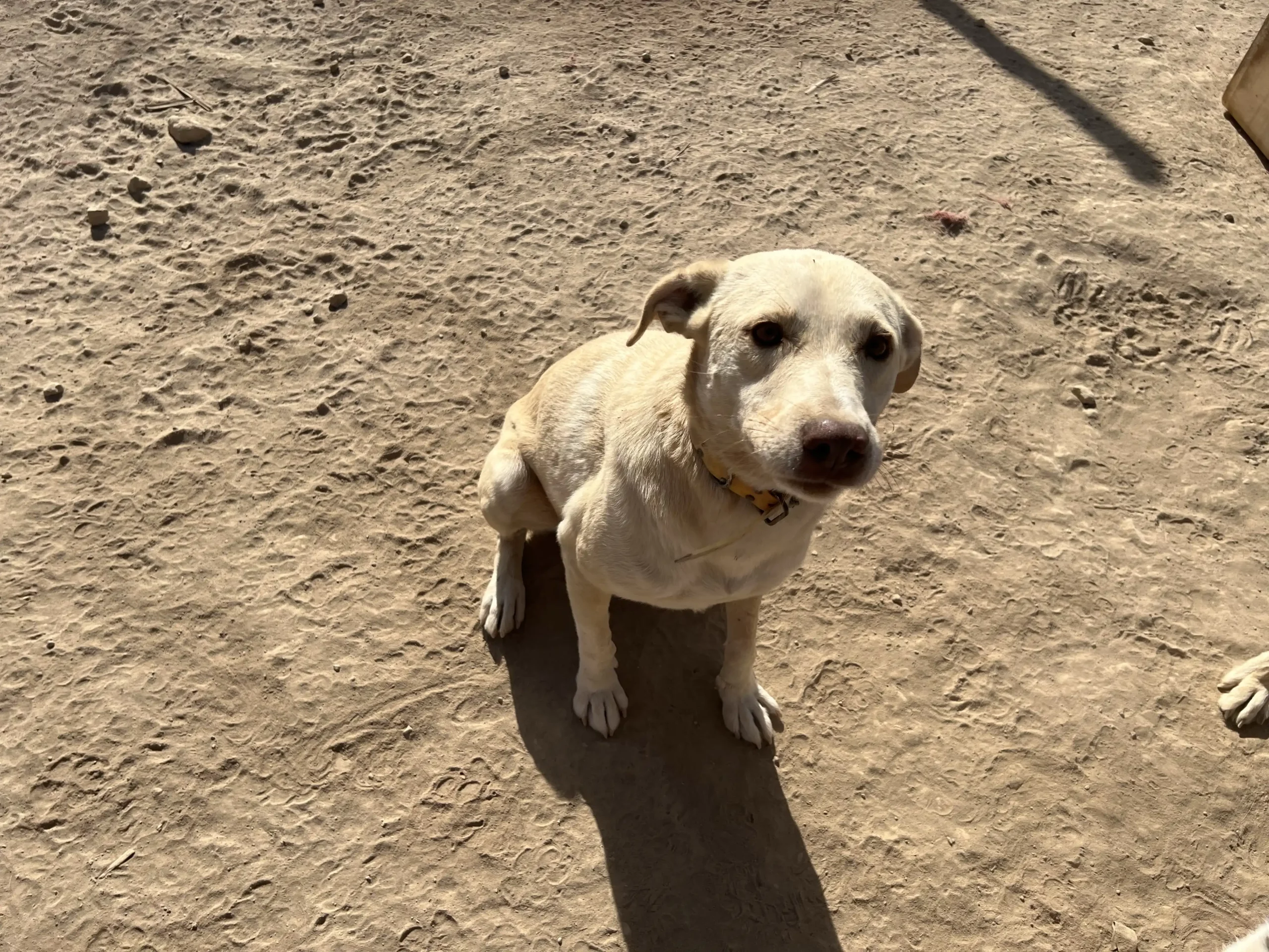 Idefix