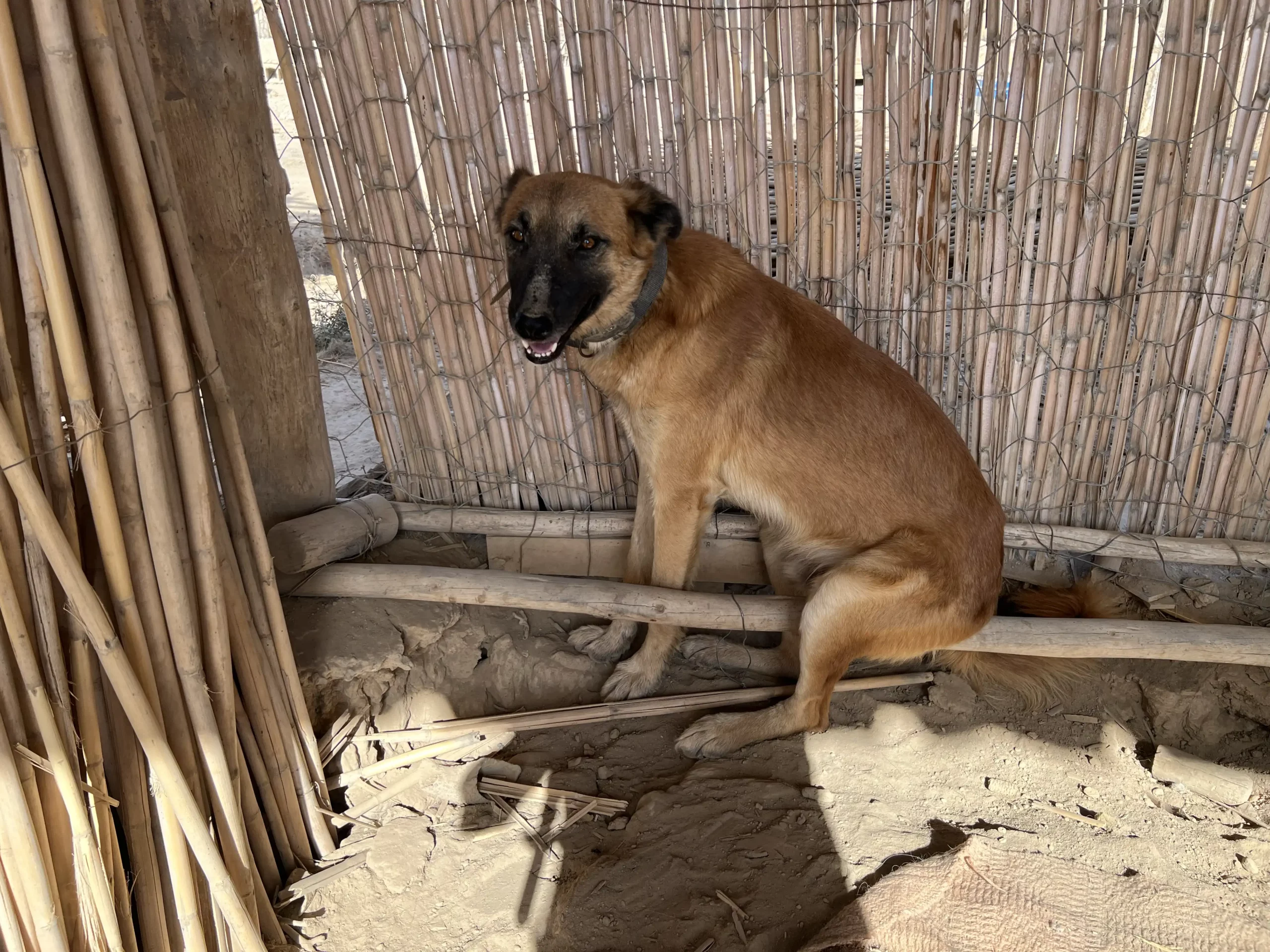 Pumba