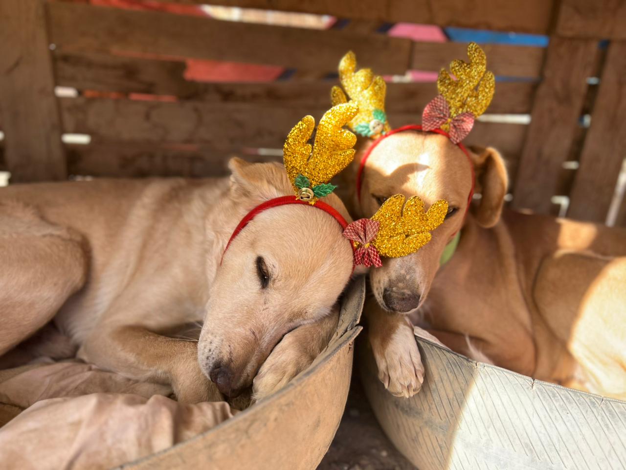 Une fin d’année solidaire : Calendriers 2026 & Opération « Un chien / Un cadeau »