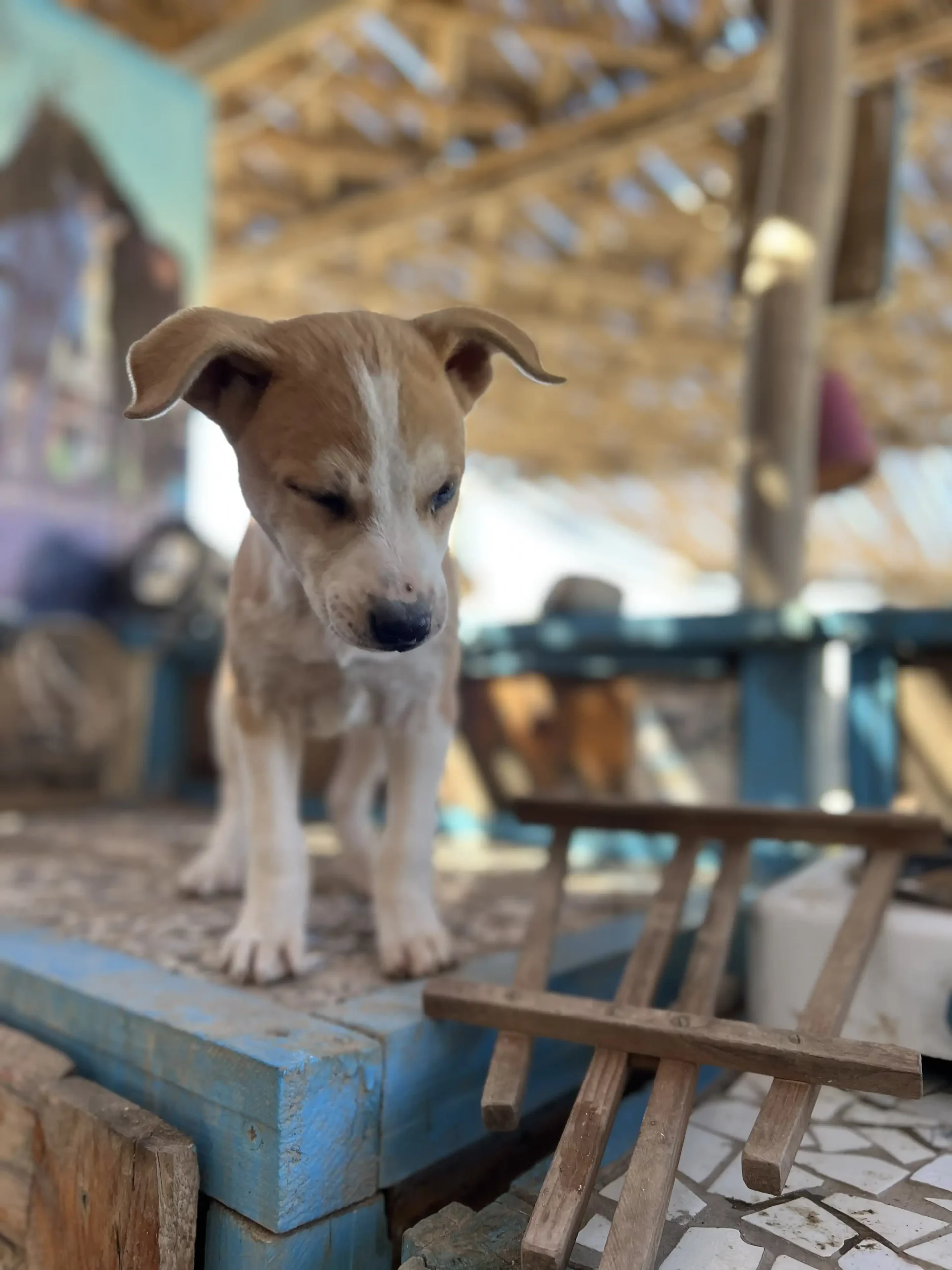 Patch chiot à adopter