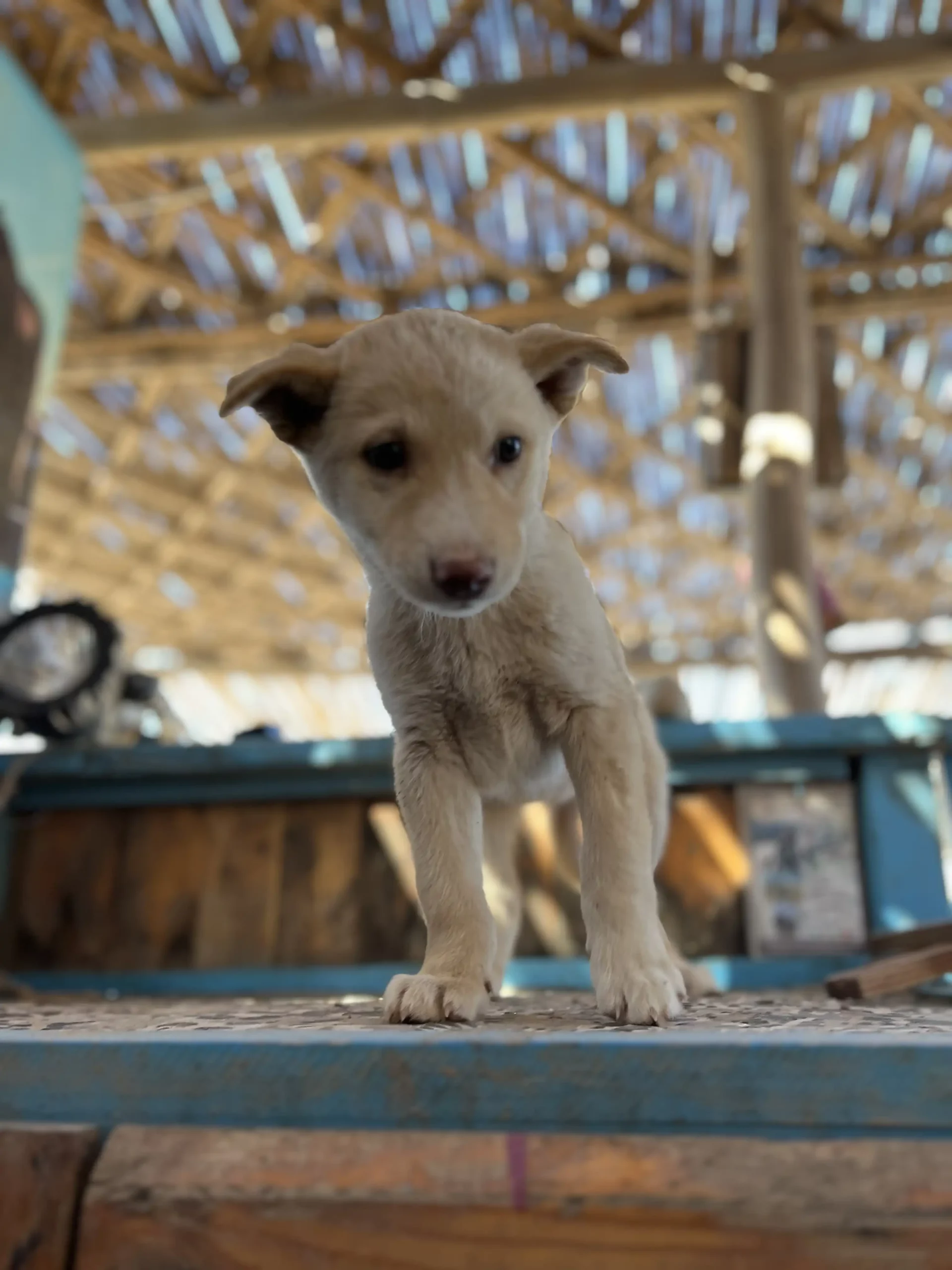 Woody jeune chienne de 6mois à adopter