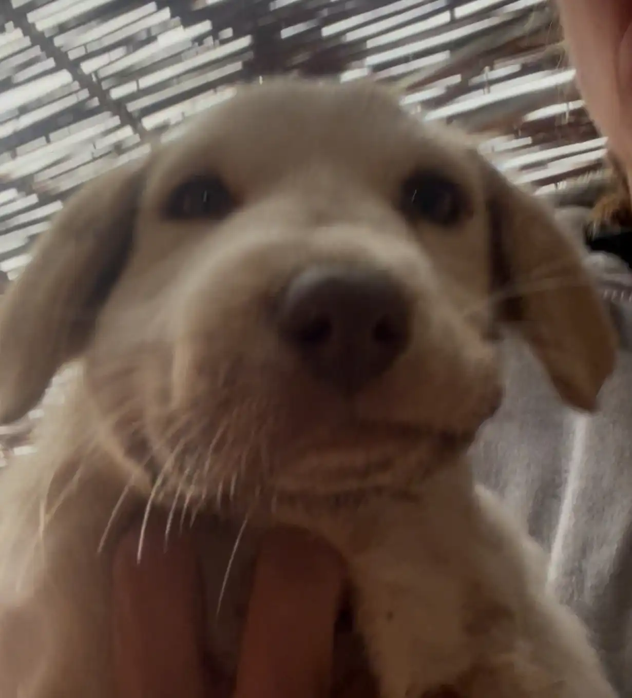 Molly chienne à adopter