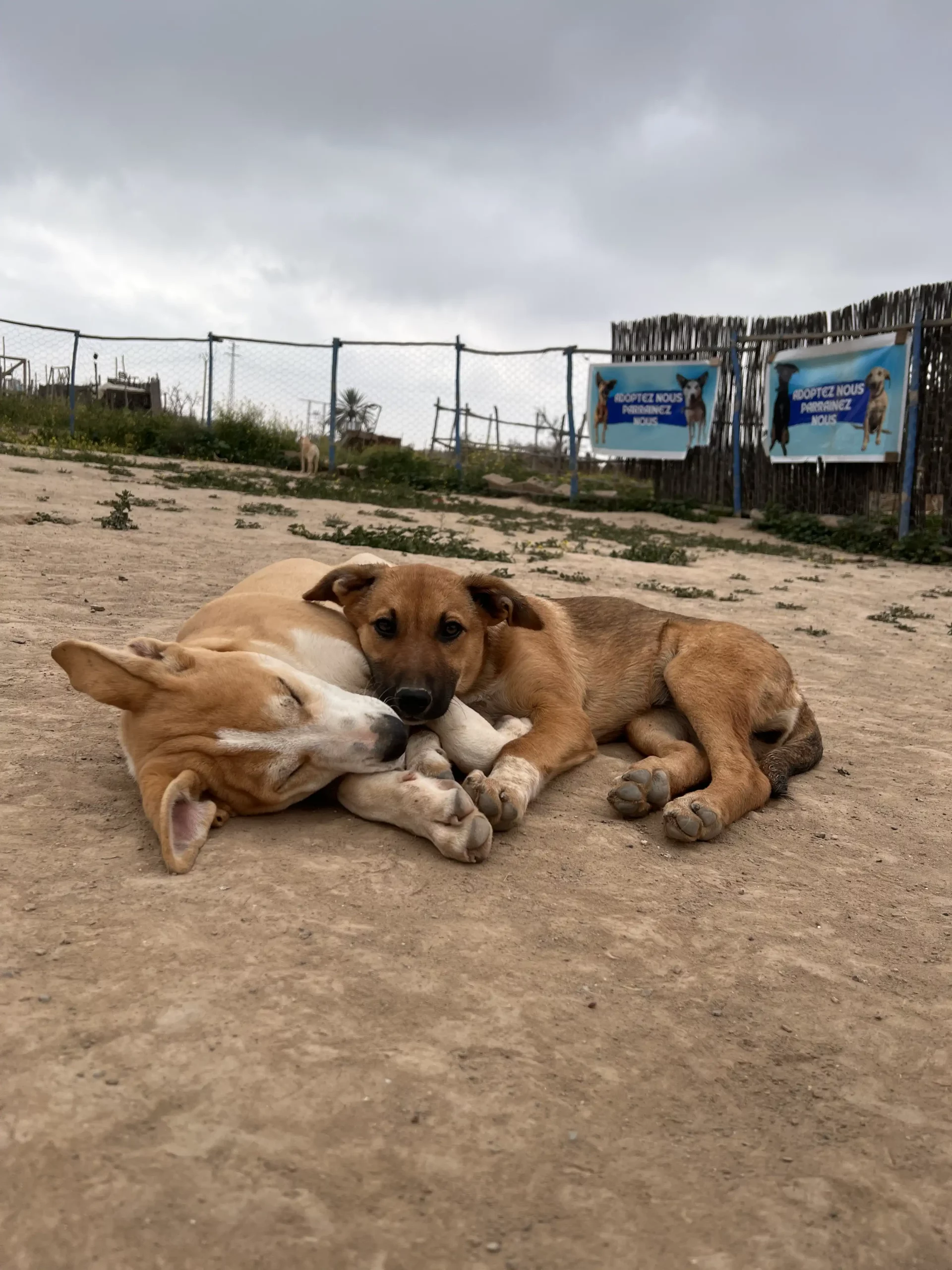 Patch jeune chien de 6mois à adopter